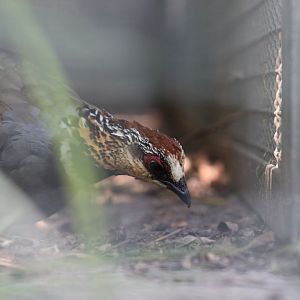 Collared hill-partridge