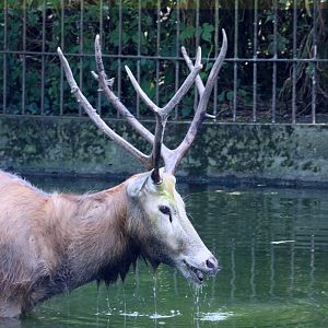 Pere David's Deer