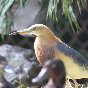 Javan pond-heron