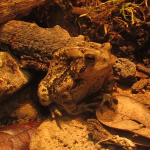 American Toad