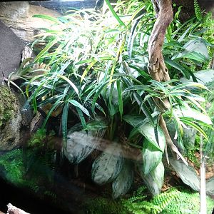 Tropikariet - South America - Viper exhibit