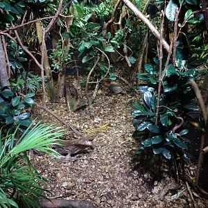 Tropikariet - South America - Tortoise exhibit