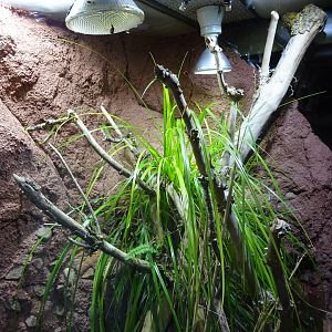 Tropikariet - Freaks of Nature - Gecko exhibit