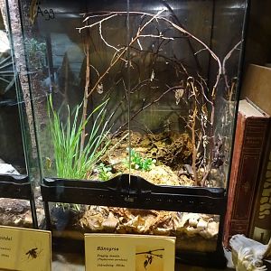 Tropikariet - Freaks of Nature - Mantis exhibit #1