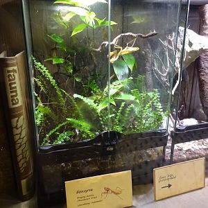 Tropikariet - Freaks of Nature - Mantis exhibit #2