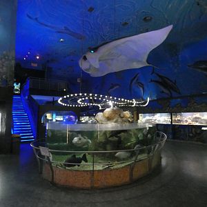 View in aquarium