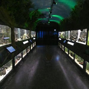 Tropical fish corridor