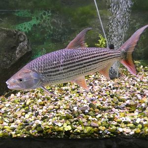 African tiger fish