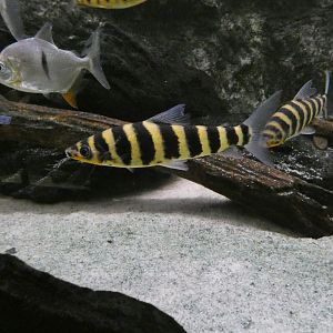 Banded leporinus