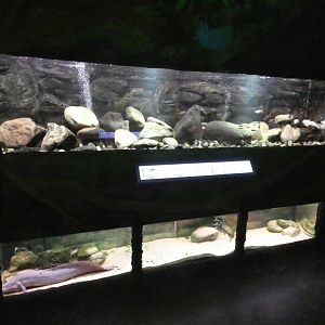 Tanks in tropical area