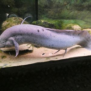 West African lungfish