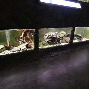 Mata-mata turtle tank