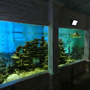 Reef shark aquarium