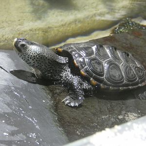 Diamondback terrapin