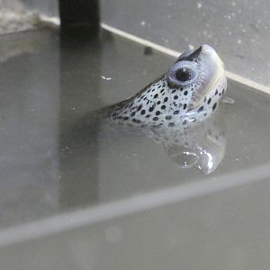 Diamondback terrapin