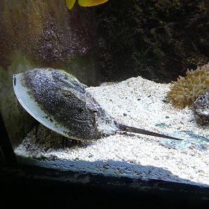 Atlantic horseshoe crab