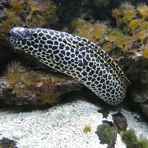 Laced moray