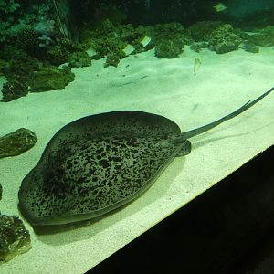 Round ribbontail ray