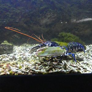 European lobster