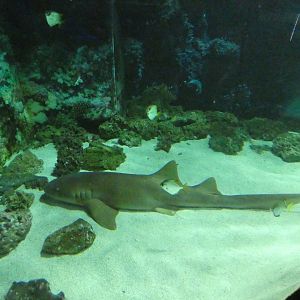 Atlantic nurse shark