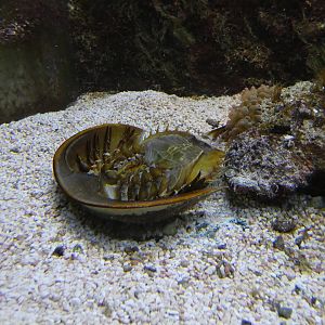 Atlantic horseshoe crab upside down