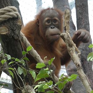 Sumatran orangutan