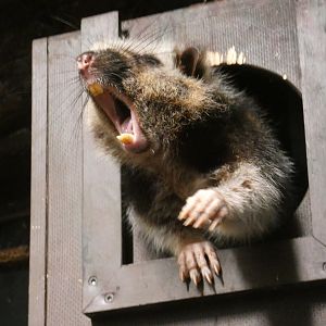 Northern Luzon cloud rat