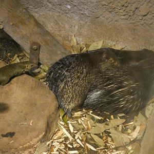 Belanger's tree shrew and Palawan porcupine