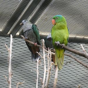 Spotted imperial pigeon and blue-naped parrot