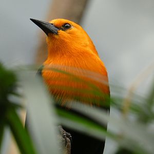 Scarlet-headed blackbird