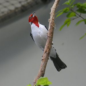 Red-cowled cardinal