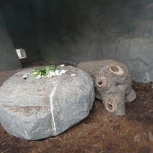 Chacoan mara indoor enclosure