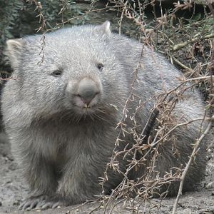Tasmanian wombat