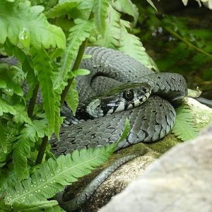 Grass snake
