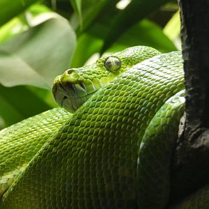 Green tree python