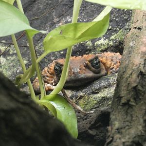 Cuban giant toad
