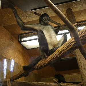 Mexican spider monkey