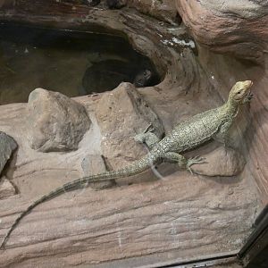 Quince monitor and Giant Asian pond turtle
