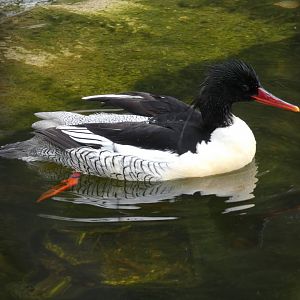 Scaly-sided merganser male
