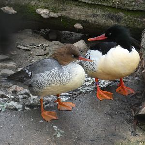 Scaly-sided mergansers