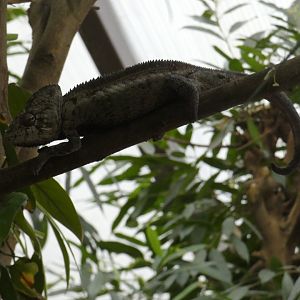 Oustalet's chameleon