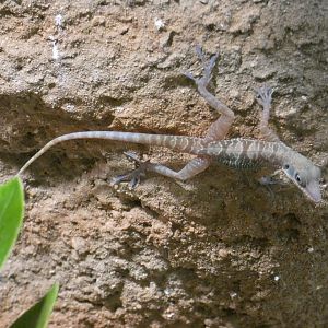 Cuban cave anole