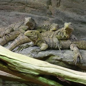 Cuban ground iguanas