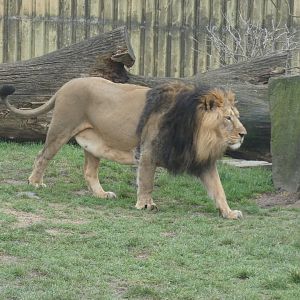 Asiatic lion