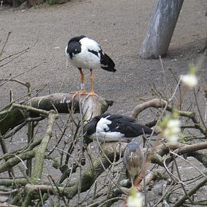 Magpie geese