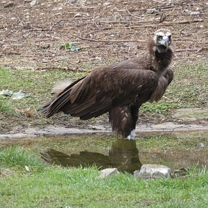 Eurasian black vulture