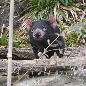 Tasmanian devil