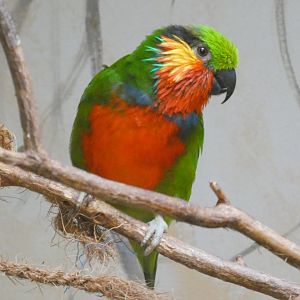 Edward's fig parrot