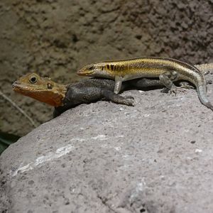 Peter's rock agama and five-lined skink