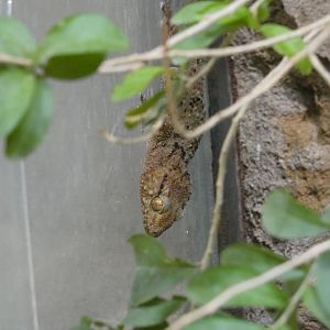 Fischer's thick-toed gecko